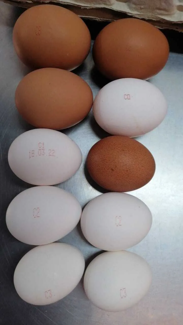яйцо куриное в Омске и Омской области 2